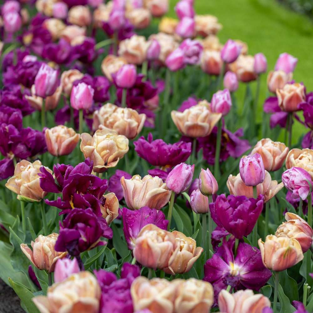 Tulipanblanding 'Double Voque'